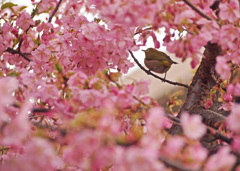 メジロと河津桜8姿2