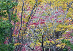 地元でも秋らしく