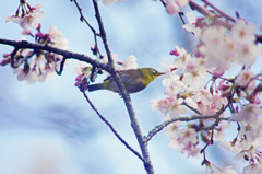 桜とメジロ