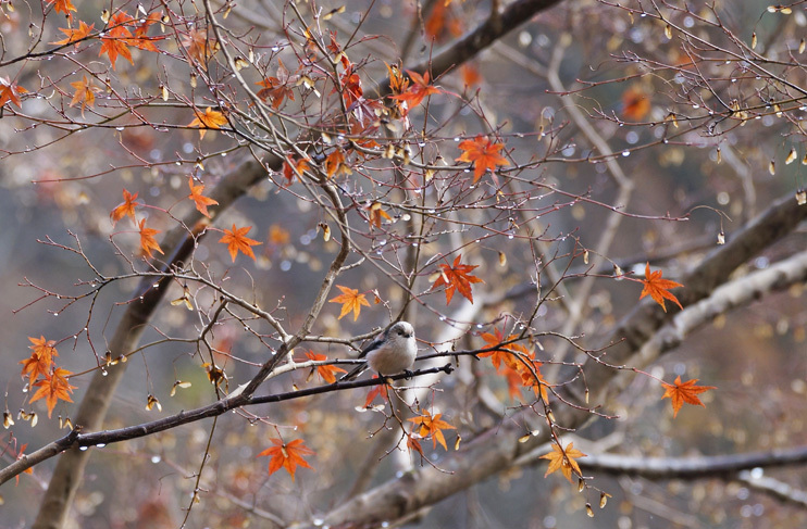 千葉市泉自然公園５