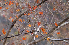 千葉市泉自然公園５