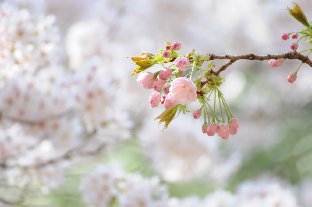 今年の桜６