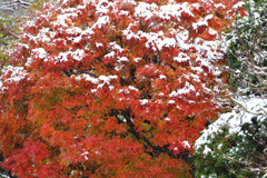 雪が降った！。２