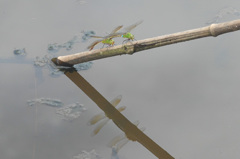 水辺にて
