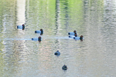いつもの池で２。