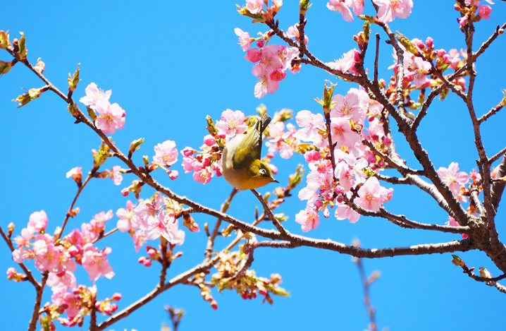 メジロと河津桜1