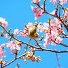 メジロと河津桜1