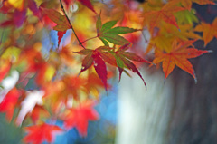 オールドレンズで。