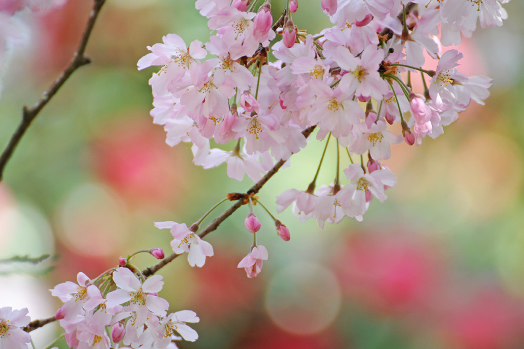 今年の桜４