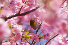 花の中