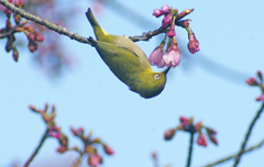 桜とメジロ3