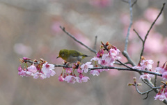 桜とメジロ　１