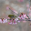 桜とメジロ　１