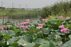 印旛沼のハス花