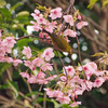 メジロと河津桜８姿2