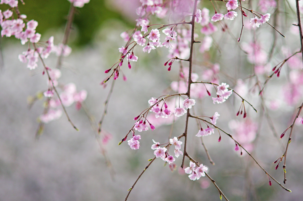 しだれ桜３