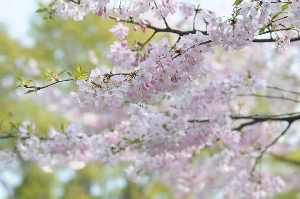 今年の桜５