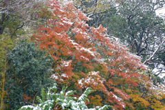 雪になった！。１