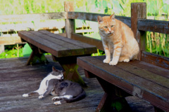 公園の猫