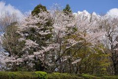 平成最後の春　３