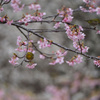 桜とメジロ 4