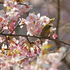 桜とメジロ５