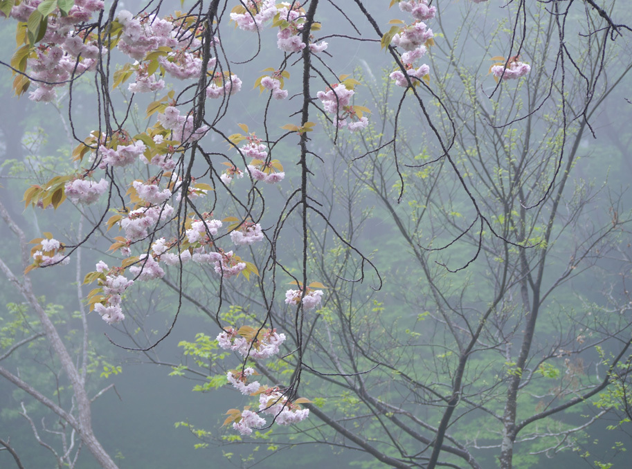 霧の朝（八重桜）