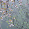 霧の朝（八重桜）