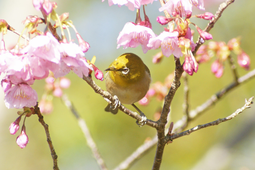 メジロと桜１
