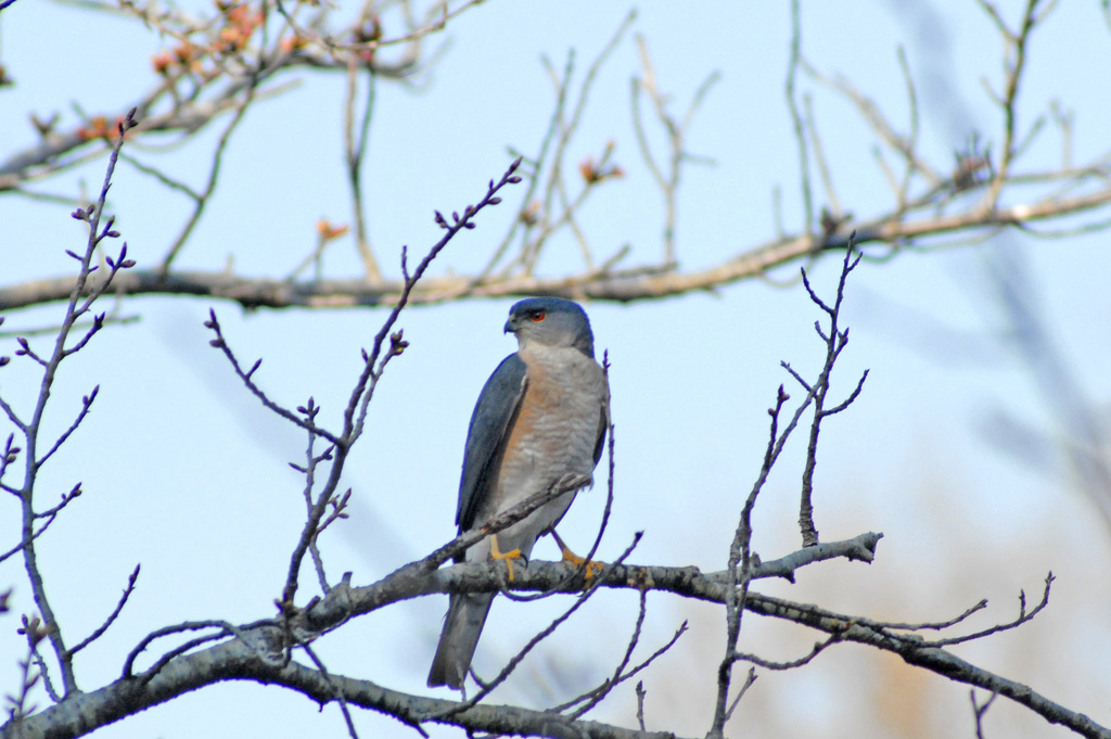 この鳥は？－１