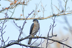 この鳥は？－１