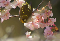 河津桜とメジロ