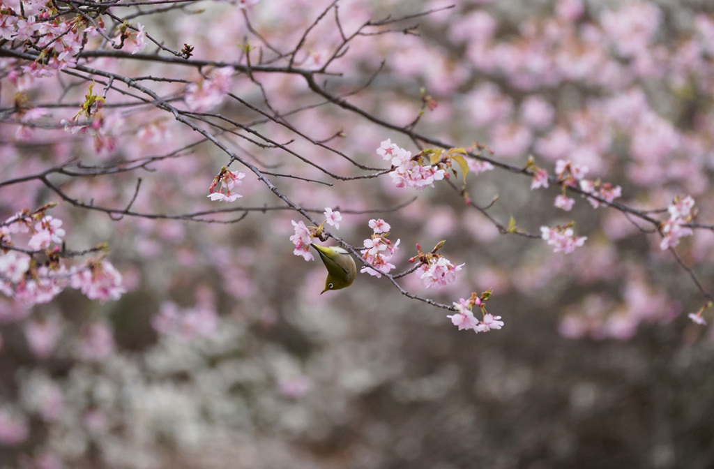 桜とメジロ 1