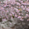 桜とメジロ 1