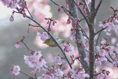 桜とメジロ　２