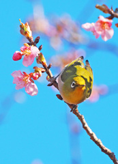 メジロと河津桜4