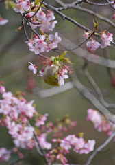 桜とメジロ 6