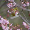 桜とメジロ 6