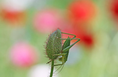 五月の花畑