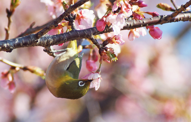 メジロと河津桜（第二弾）4