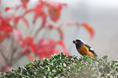 ジョウビタキと実