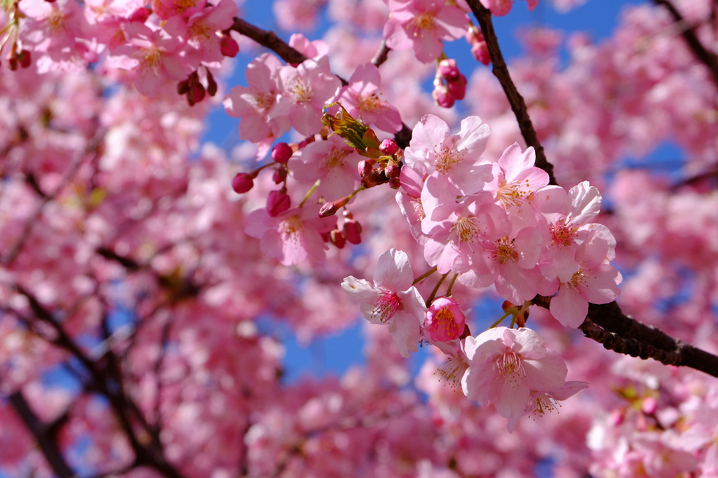 佐倉の桜