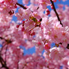 佐倉の桜