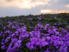 夕暮れ時は優しすぎて