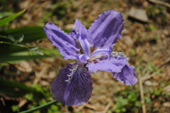 咲く紫