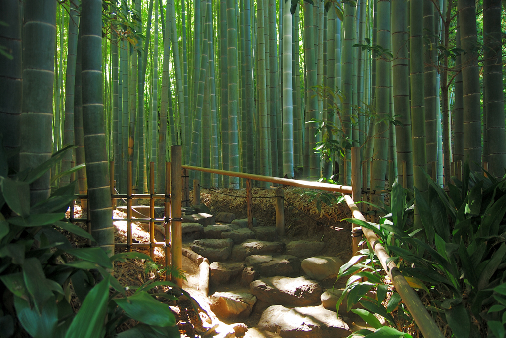 竹林