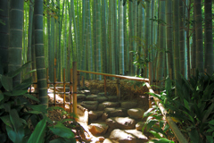 竹林