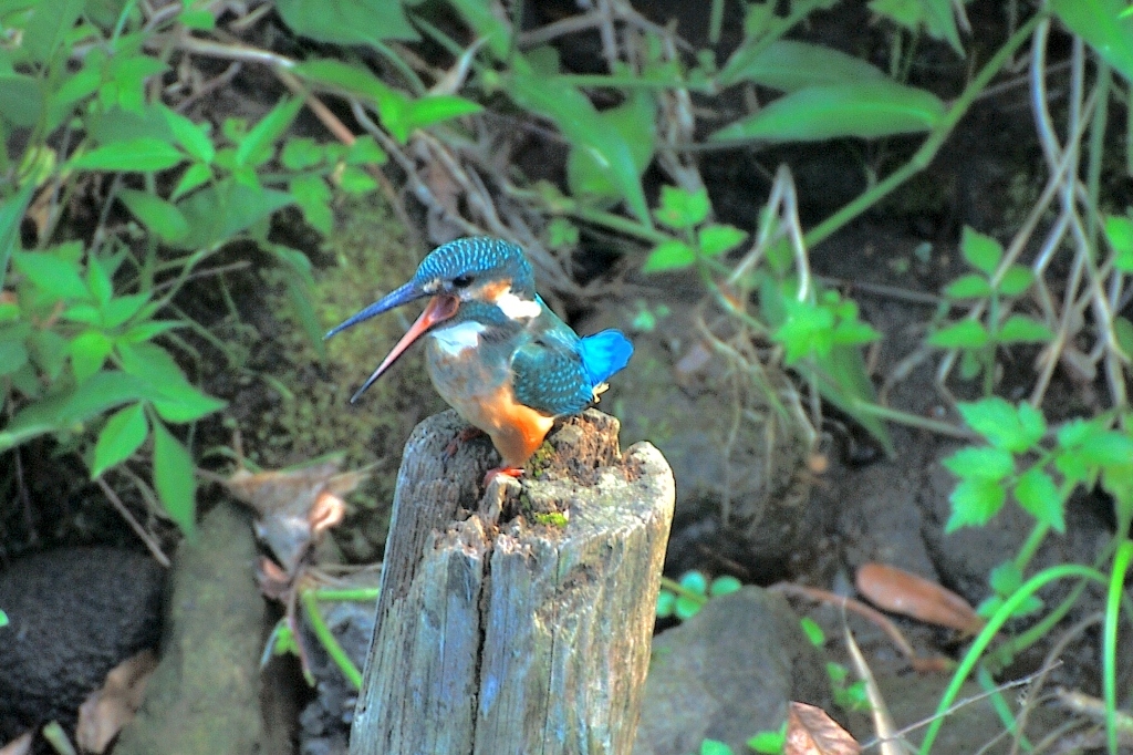 カワセミ