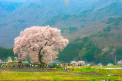 わに塚の桜