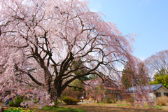 実相寺にて
